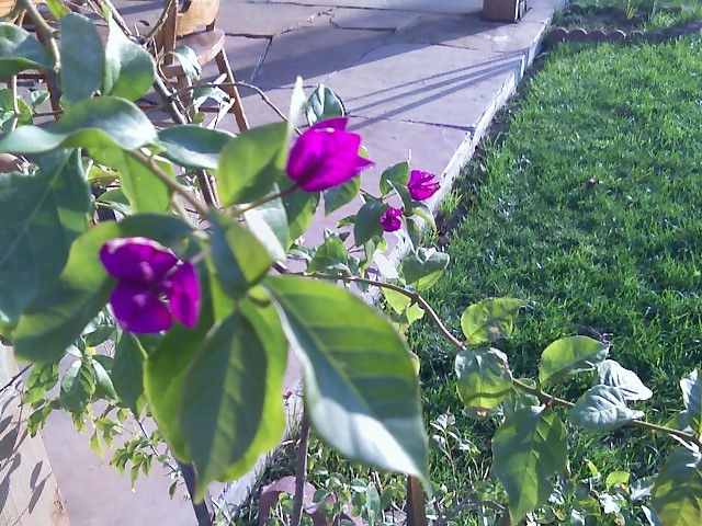 bougainvillea.jpg