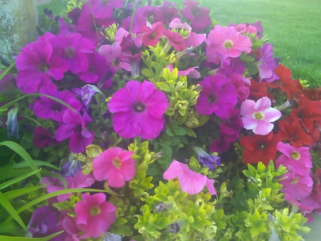 petunias1.jpg